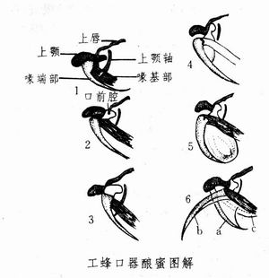 蜜蜂生物学术语（下）