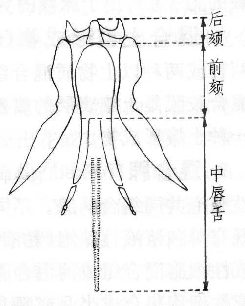 蜜蜂育种术语