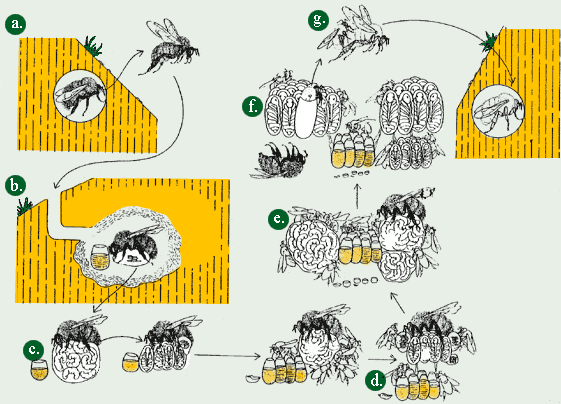 Thelifecycleofthebumblebee(B.terrestris)(熊蜂的一生)