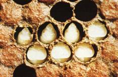 中蜂囊状幼虫病的防治