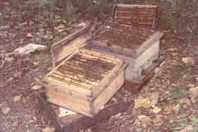 中蜂蜂箱的历史演变