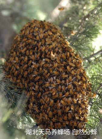 自然分蜂的蜂群怎么收回