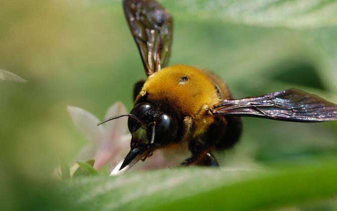 木蜂幼虫图片