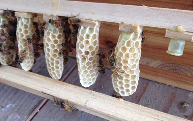 胡蜂的蜂王王台图片图片