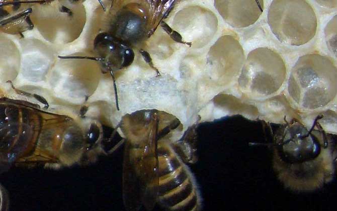胡蜂的蜂王王台图片图片