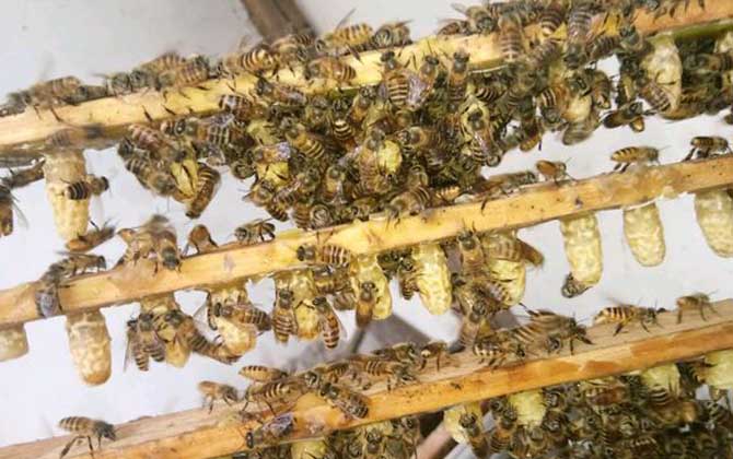 怎样培育一只好蜂王 怎样培育一只好蜂王幼虫