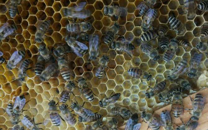 蜜蜂窝多少钱一斤 蜜蜂窝多少钱一斤合适