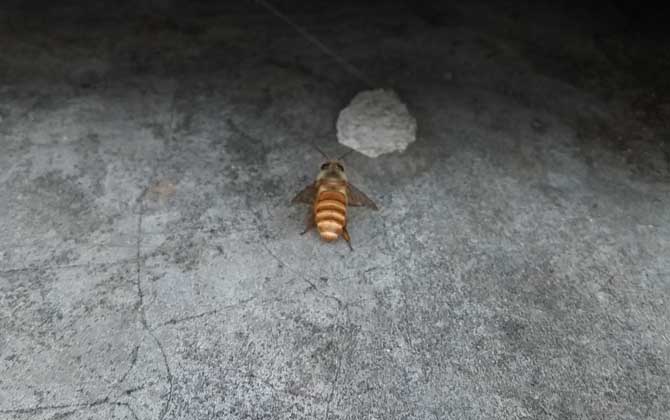 黄土蜂 黄土蜂叮了什么药最好