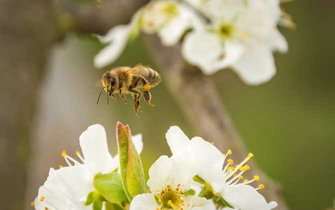 怎样招蜜蜂方法最快？