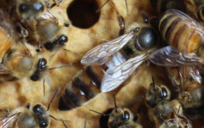 丰满图片蜜蜂蜂螨图片图片