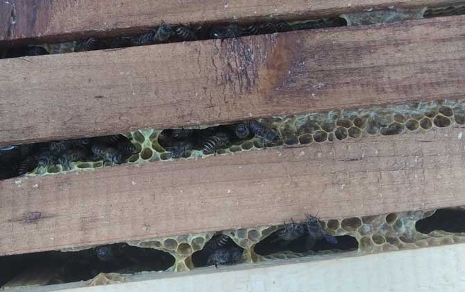 养二十箱蜜蜂一年收入 养五十箱蜜蜂年收入多少?