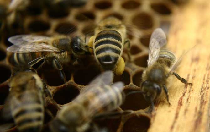 蜜蜂养殖入门教程 蜜蜂养殖入门教程图解