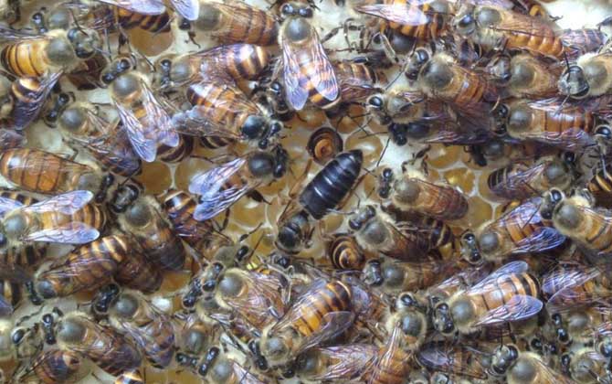 养100窝马蜂一年利润 养马蜂技术视频全过程