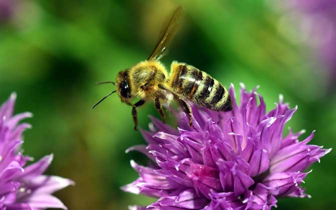 蜜蜂和蜜蜂王的图片 蜜蜂王图片蜜蜂王怎么找