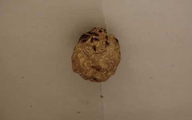 黄蜂入宅做窝是福还是祸？ 